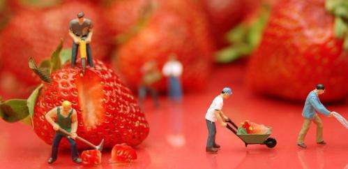 Genetics link found in search for sweet strawberries