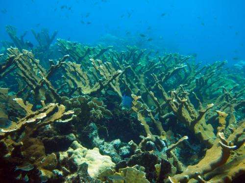 Genetics reveal that reef corals and their algae live together but evolve independently
