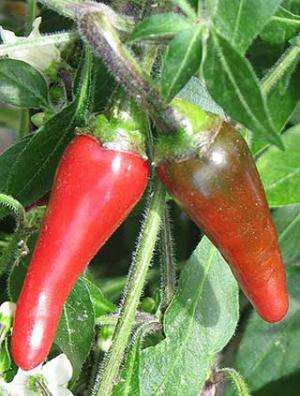Genome sequencing reveals what puts the ‘heat’ in hot peppers