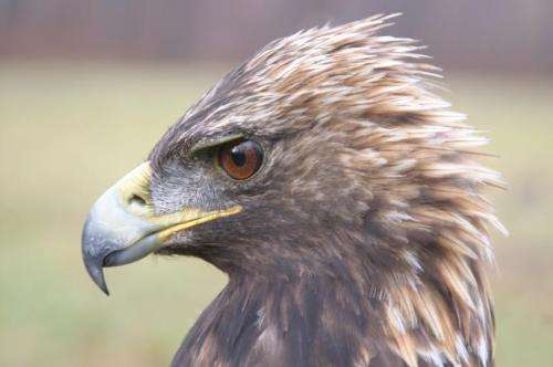 Genome yields insights into golden eagle vision, smell