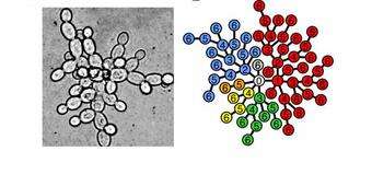 Geometry, programmed death might have enabled evolution of multicellularity