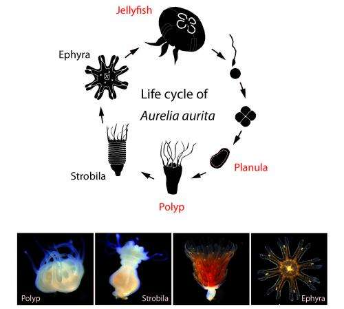 The life cycle of a jellyfish (and a way to control it)