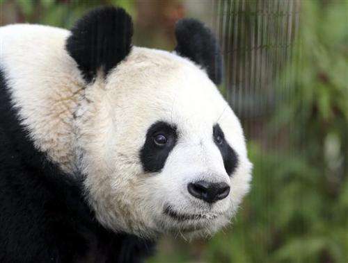 Giant panda 'believed' pregnant at Edinburgh Zoo (Update)