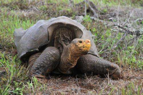 Giant tortoises gain a foothold on a Galapagos Island
