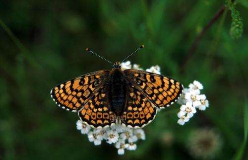 Glanville fritillary genome sequenced at the University of Helsinki