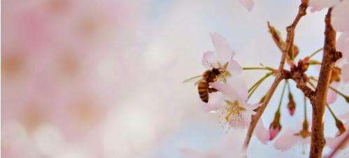 Global importance of pollinators underestimated