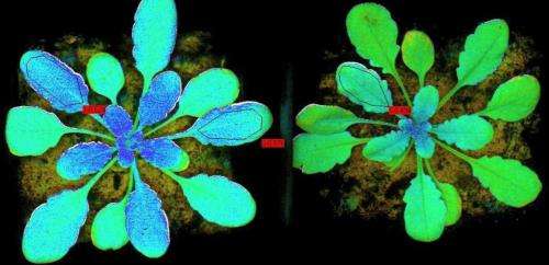 Glowing plants a sign of health