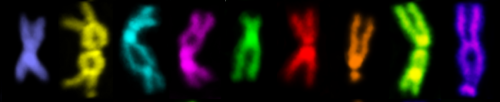 Gluing chromosomes at the right place
