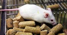 Gluten-free diet reduces risk of type 1 diabetes in mice