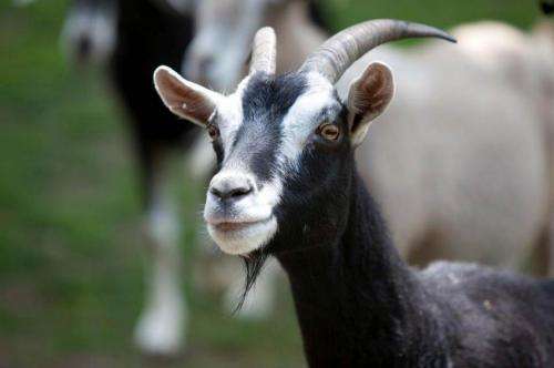 Goats are far more clever than previously thought