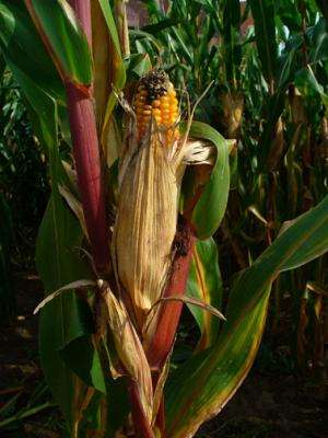 Going deep to improve maize transcriptome