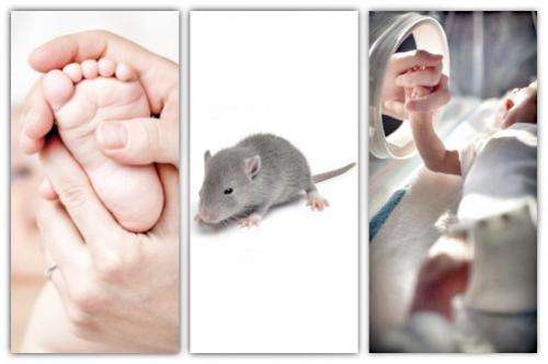 Golden Goose Award: Massages for baby rats lead to better outcomes for premature infants