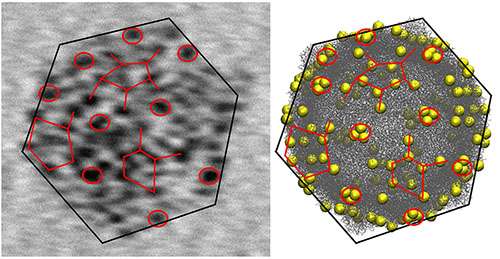 Gold nanoparticles help to develop a new method for tracking viruses