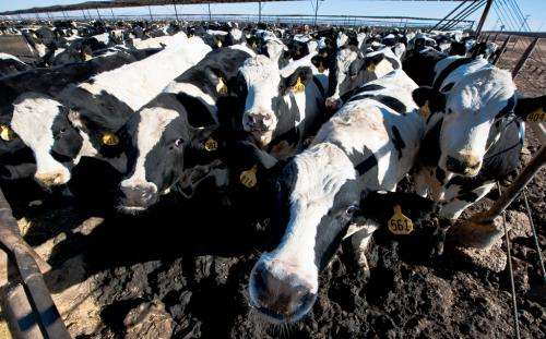 Grain-fed cattle linked to tougher beef