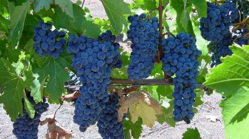 Grapevine origins examined for better drop