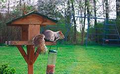 Grey squirrels stop garden birds using feeders