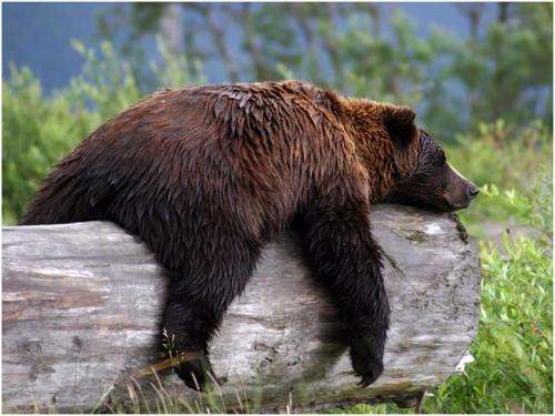 Grizzly research offers surprising insights into diabetes-obesity link