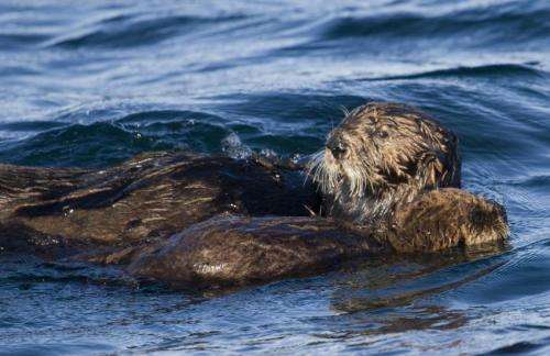 Energy demands of raising a pup push sea otter moms to the limit