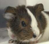 Guinea pigs can be source of serious strep infection