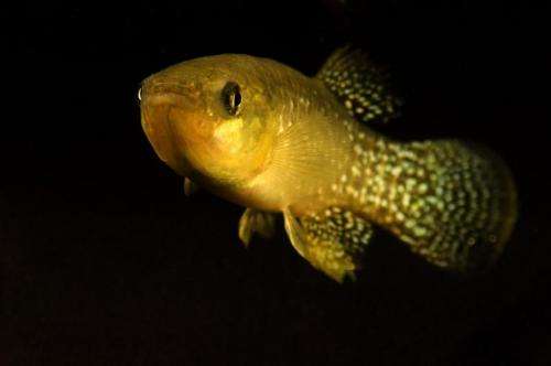 Gulf killifishes' biological responses to oil spills similar in field, laboratory studies