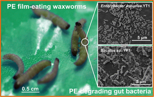 Gut bacteria from a worm can degrade plastic