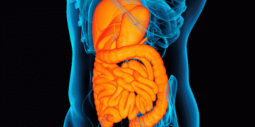 Gut microbiota affects intestinal integrity