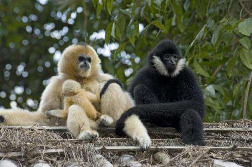 Gibbon genome sequence deepens understanding of primates rapid chromosomal rearrangements