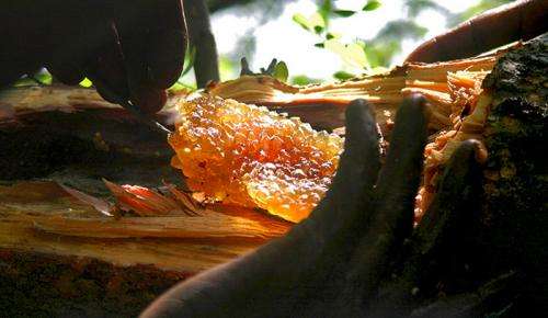 Hadza foragers say hungry Honeyguides lead them to more honey