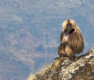 Harem-holding male primates fail to rise to the challenge