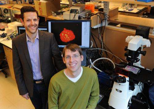 Harvard scientists control cells following transplantation, from the inside out