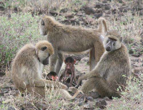 Having and raising offspring is costly phase of life for baboon moms