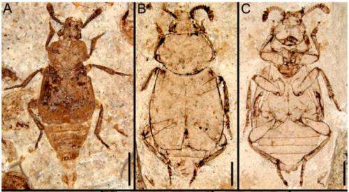 Researchers find evidence of earliest instance of parental care in scavenger beetle