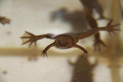 Head Formation of Clawed Frog Embryos