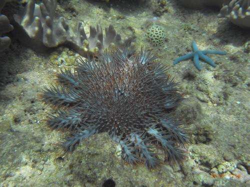 Helping local fishermen fight off the crown-of-thorns starfish