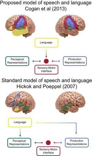 Study: Speech processing requires both sides of our brain