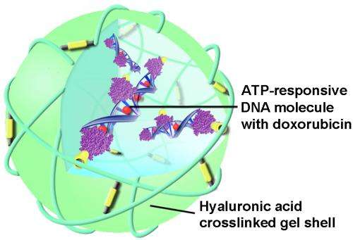 New technique uses ATP as trigger for targeted anti-cancer drug delivery