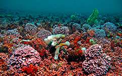 High-CO2 world threatens seabed life