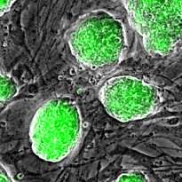 Histones may hold the key to the generation of totipotent stem cells