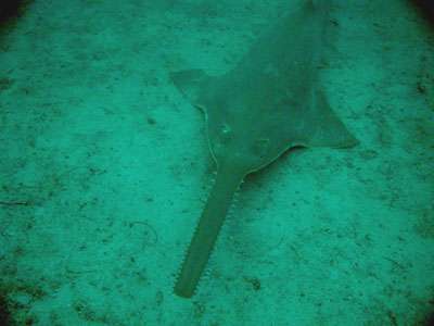 Historic advances in international shark and ray conservation
