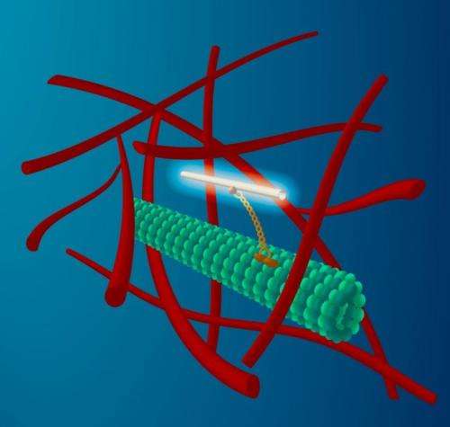 Hitchhiking nanotubes show how cells stir themselves