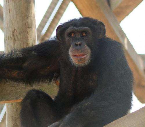 Ebola vaccine success highlights dilemma of testing on captive chimps to save wild apes
