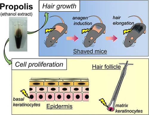 Honeybee hive sealant promotes hair growth in mice