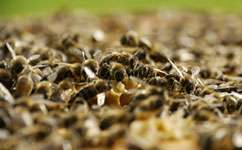Honeybee homing hampered by parasite