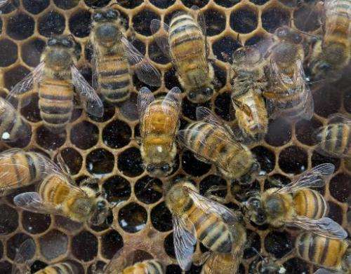 Honey bees work in their hive at a outdoor market August 15, 2013, in Washington
