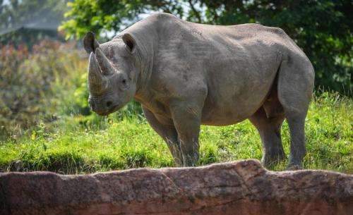 Hormone analysis helps identify horny rhinos