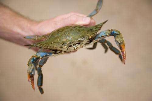 Hormone in crab eyes makes it possible for females to mate and care for their young
