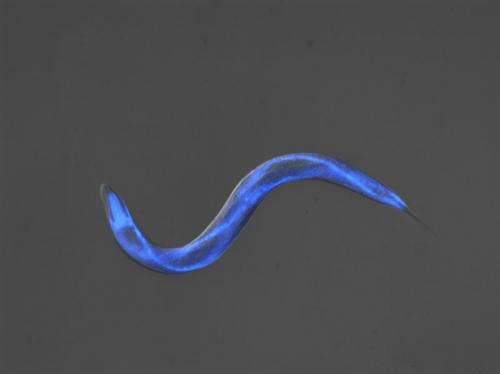 How a small worm may help the fight against Alzheimer’s
