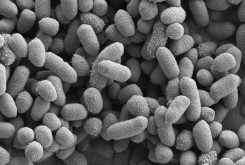 How bacteria communicate with us to build a special relationship