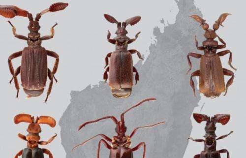 How beetles hack into ant colonies