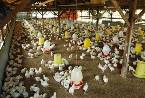 How can vaccination be improved to eradicate avian influenza H5N1 in Indonesia?